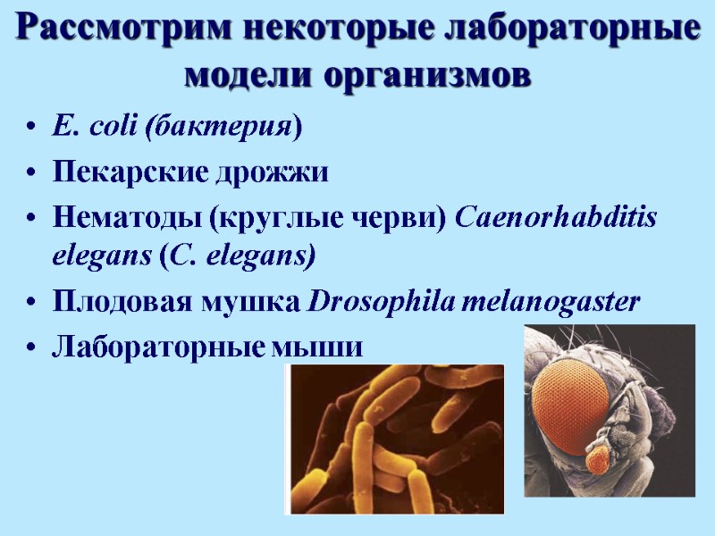 Рассмотрим некоторые лабораторные модели организмов E. coli (бактерия)  Пекарские дрожжи Нематоды (круглые черви)